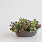 Arranjo De Folhagem No Vaso Cerâmica Cinza Baixo | Formosinha